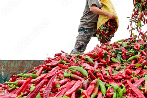 Worker loads red and green chilies into a yellow sack. Chilies pile high, vibrant against the bright background. Farmer's hands grip the sack, showing effort and care. Scene captures harvest abundance