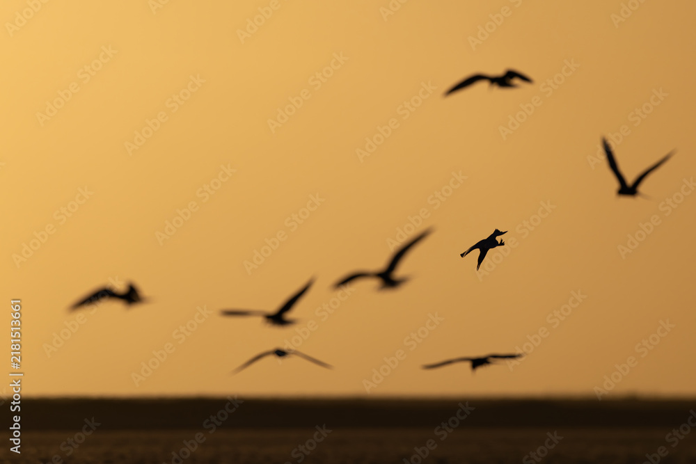 Obraz premium caspian tern (hydroprogne caspia caspia) in flight photographed against the golden eveneing sky, found at Buir Lake (Buir Nuur) in Dornod Aimag in Mongolia