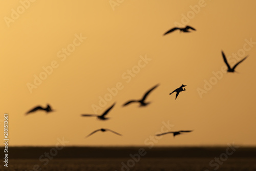 Quadro su tela caspian tern (hydroprogne caspia caspia) in flight photographed against the gold