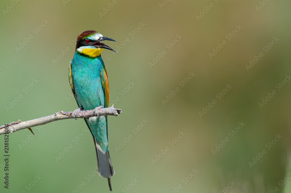 Obraz premium A solitary European bee-eater (Merops apiaster), perched on a slender branch with its beak open, in the valley's wildlife.