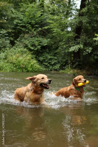 Photography Two golden retrievers are together in the river