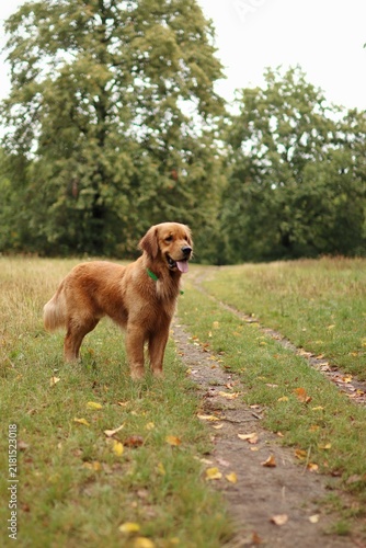 Quadro su tela American variety of Golden Retriever