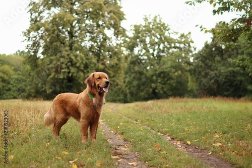 Foto American variety of Golden Retriever