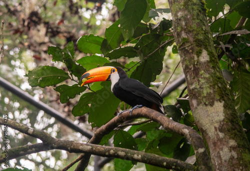 Obraz na płótnie Toco toucan portrait showing massive curved beak and colorful plumage