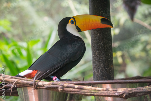 Bild auf Leinwand Toco toucan perched on branch showing iconic orange beak and white throat