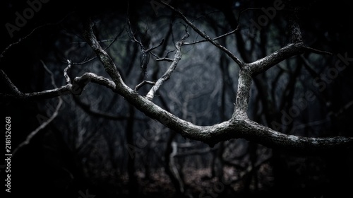 Twisted bare branches of dark forest trees in eerie silhouette, representing winter's starkness and nature's raw beauty.