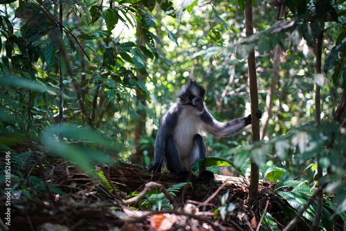 Obraz na płótnie tomas monkey in indonesia sumatra