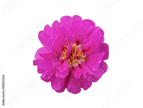 Vibrant Magenta Moss‑Rose Flower Isolated On Transparent Background
