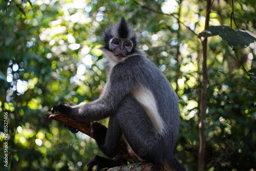 Foto Tomas monkey