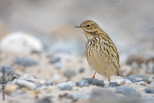 Canvastavla Meadow pipit (Anthus pratensis) perched on a pebbled sandy beach