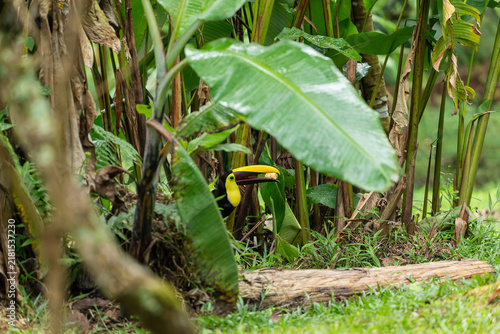 Принти на полотні A yellow-throated toucan holds food in its beak while perched among lush green tropical foliage in Costa Rica