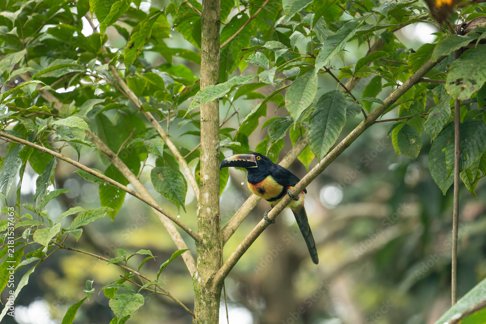Fototapeta premium A vibrant collared aracari perched on a lush green tree branch in the tropical rainforest of Costa Rica.