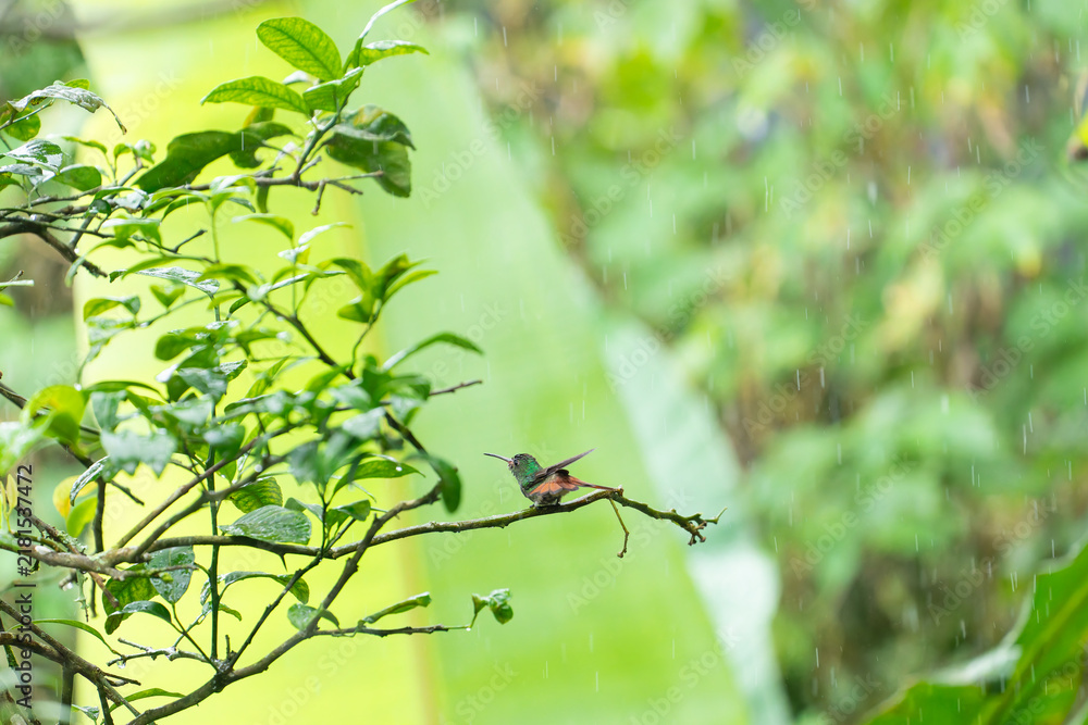 Obraz premium A small green hummingbird perches peacefully on a wet tree branch during a gentle rain shower in Costa Rica.