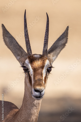 Konstfotografi Close-Up Portrait of an Addax Antelope