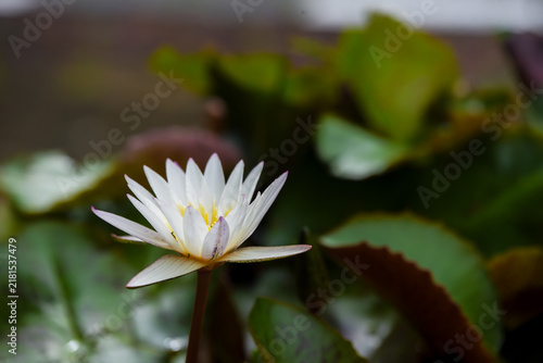 white lotus flower