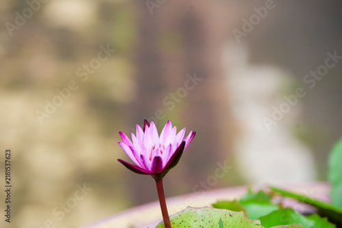 pink magnolia flowers