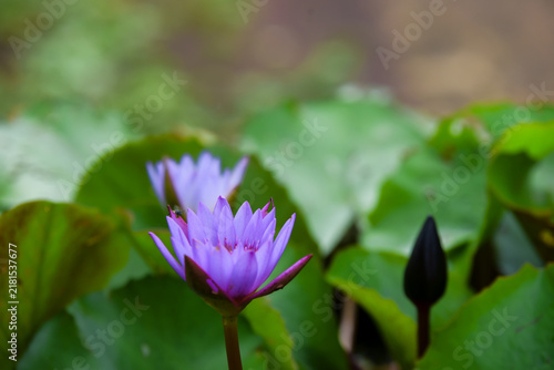 lotus flower in the pond