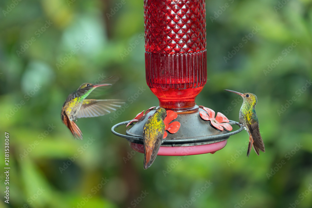 Obraz premium Three rufous-tailed hummingbirds gather around a red nectar feeder in the lush rainforest of Costa Rica.
