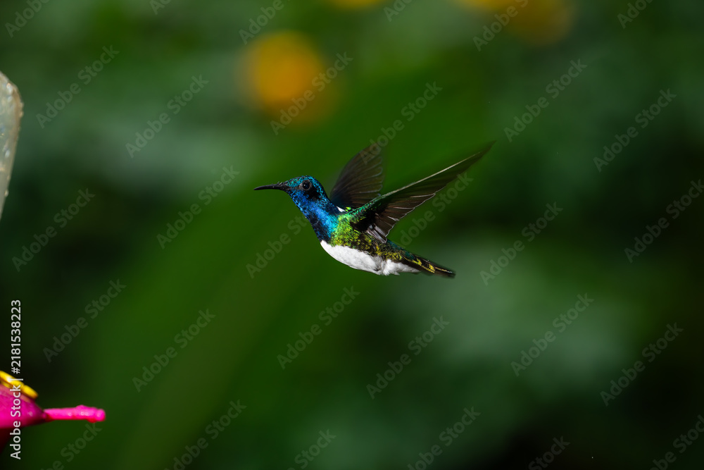 Obraz premium A vibrant male white-necked jacobin hummingbird hovers in mid-air near a colorful feeder in the tropical forest of Costa Rica.