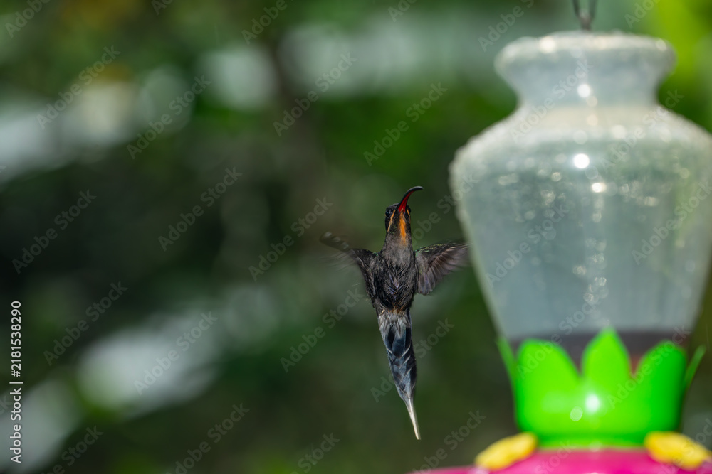 Obraz premium A long-billed hermit hummingbird hovers in mid-air near a nectar feeder in the lush rainforest of Costa Rica.