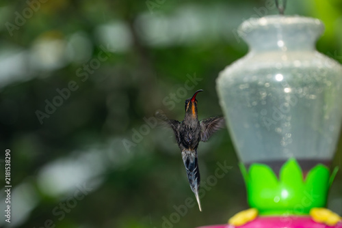 фотографія A long-billed hermit hummingbird hovers in mid-air near a nectar feeder in the lush rainforest of Costa Rica