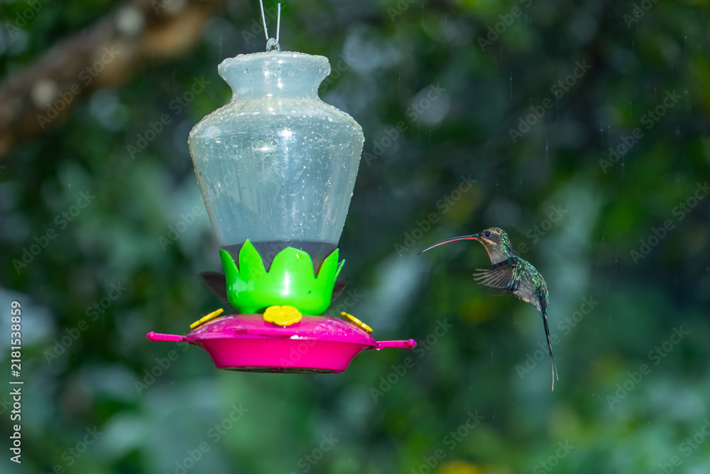 Obraz premium A green hermit hummingbird hovers near a plastic nectar feeder in a rainy rainforest in Costa Rica.