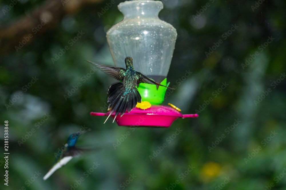 Obraz premium A green-crowned brilliant hummingbird hovers near a feeder in the rainforest of Costa Rica with wings fully spread.