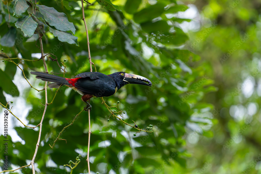 Fototapeta premium A colorful collared aracari holds a small berry in its beak while perched on a vine in the lush rainforest of Costa Rica.