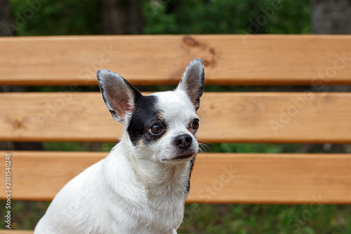 A Chihuahua dog is sitting on a wooden bench in an autumn park.
