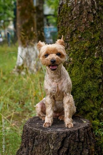 A portrait of a Yorkshire Terrier sitting on a tree stump in a park.