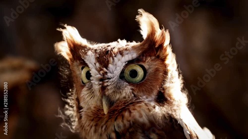 Screech owl portrait with golden backlight, cinematic raptor headshot in forest, wild nocturnal bird of prey with large yellow eyes