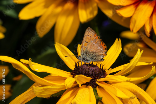 Bild auf Leinwand Small copper butterfly pollinating a yellow Rudbeckia flower