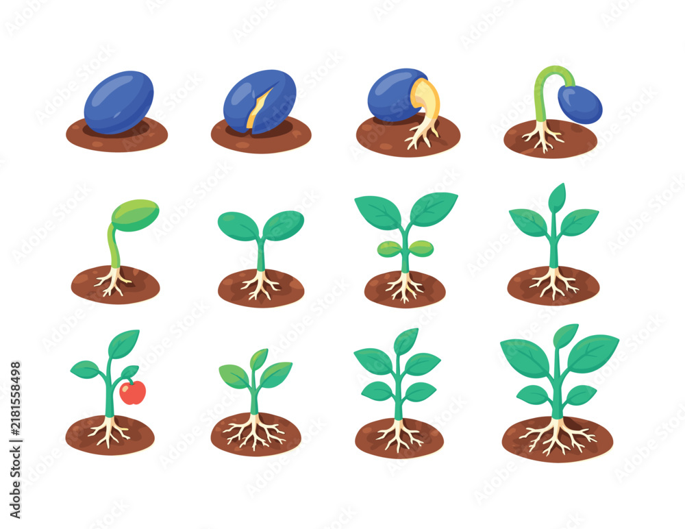 Obraz premium Seedling Growth Variations — bright flat vector icon set of 12 isolated plant stages including dry seed, split seed, emerging root, curved shoot, first leaf, paired leaves, true leaves, young stem,