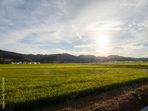 Fotografía 夕日と雲が広がる夏の水田と稲穂