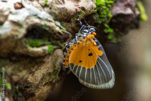 Close up of  Peridrome orbicularis moth at Pang Sida National Park, Sa Kaeo Province, Thailand.