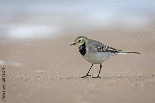 White wagtail (Motacilla alba) on a sandy beach. Small songbird standing on the sand and looking towards the camera near the sea.