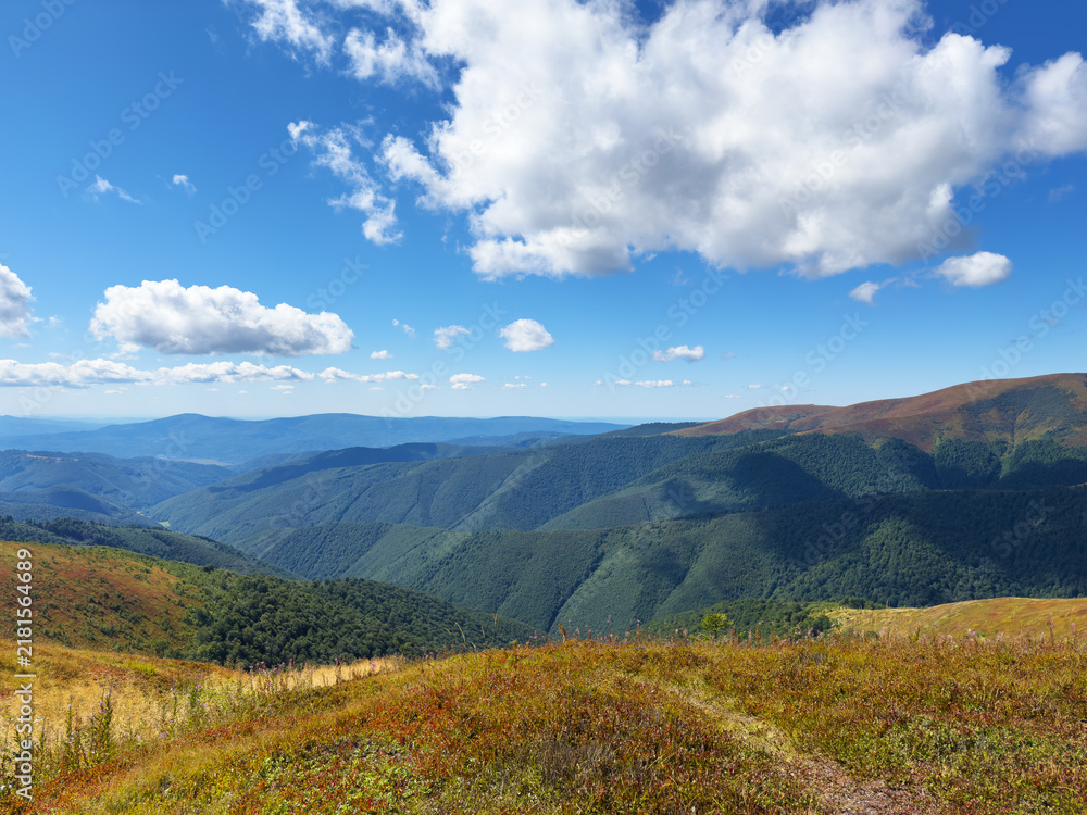 Fototapeta premium Scenic summer landscape featuring colorful alpine meadow vegetation in the foreground with deep green forested Carpathian mountains slopes and dramatic cloud shadows stretching across the vast valley 