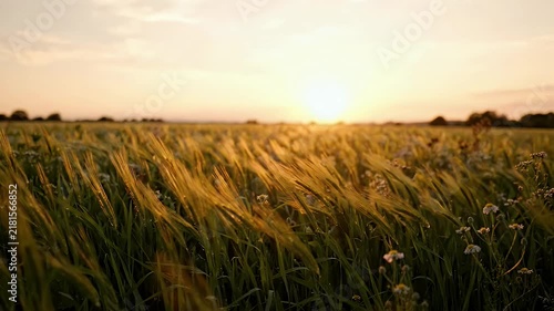 Golden wheat field at sunset, swaying stalks in a rural meadow during summer evening.