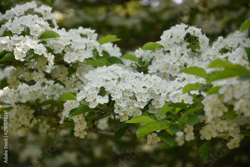 Fotografía A hawthorn in bloom, Québec, Canada