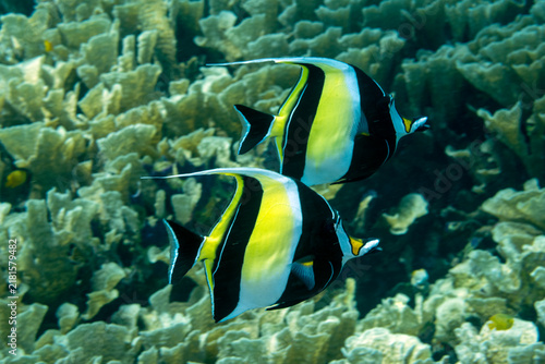 Quadro su tela Morish Idle, Zanctus cornutus, Raja Ampat Indonesia