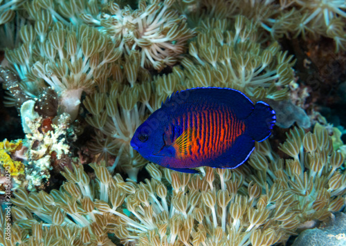 Coral beauty angelfish, Centropyge bispinosus, Raja Ampat Indonesia.