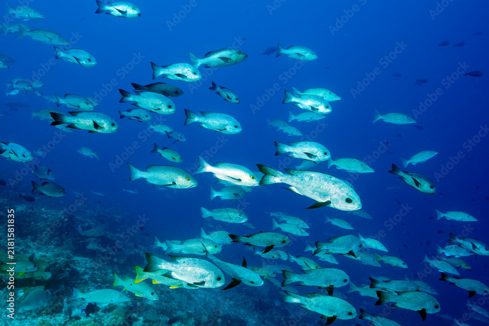 Obraz premium School of midnight snapper, Macolor macularis, Raja Ampat Indonesia