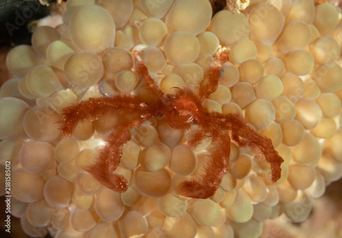 Quadro su tela Algae crabs Achaeus japonicus, in a bubble coral, Raja Ampat Indonesia