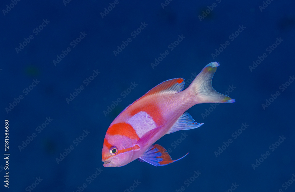 Obraz premium Male squarespot anthias, Pseudanthias pleurotaenia, Raja Ampat Indonesia.