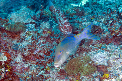 Photography Goldsaddle goatfish, Parapeneus cyclostomus, and leopard coral grouper, Plectropomus leopardus, Raja Ampat Indonesia
