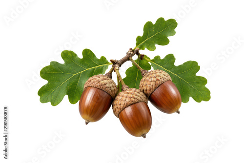 Three ripe brown acorns attached to an oak branch with fresh green lobed leaves, isolated on a clean white background. Detailed botanical composition showing textured caps, glossy nuts, natural bark