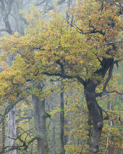 View of oak trees with yellowing autumn leaves in a misty forest in Poland.