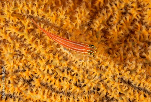 Bild auf Leinwand Striped triplefin, Helcogramma striata, on a seafan, Raja Ampat Indonesia