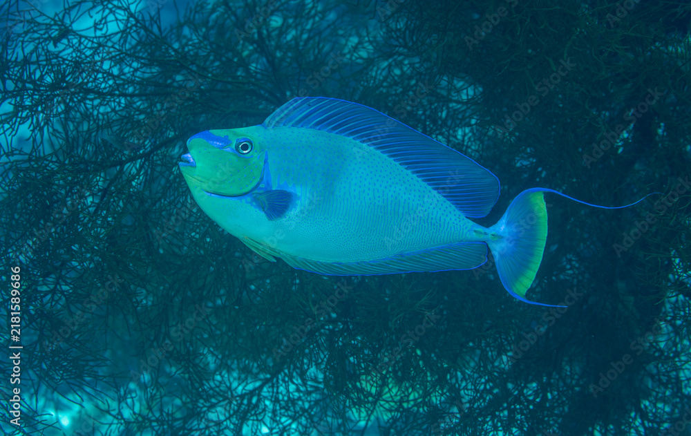 Obraz premium Bignose unicornfish, Naso vlamingii, Raja Ampat Indonesia.