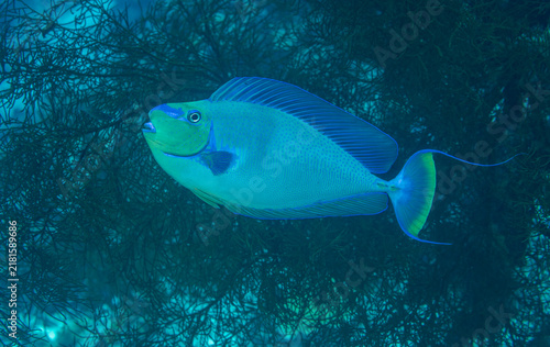 Canvas Print Bignose unicornfish, Naso vlamingii, Raja Ampat Indonesia.